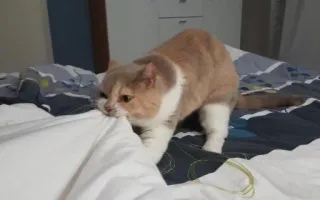 😡 67bfdd7b 고양이, 애완동물, 동물, 집고양이, 새끼 고양이, 고양이과 whatsapp sticker