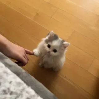 💖 6b9a89ec 새끼 고양이, 귀여운, 고양이, 애완 동물, 동물, 손가락, 사랑스러운 whatsapp sticker