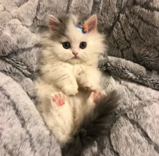 😧 78e1b1e8 새끼 고양이, 고양이, 귀여운, 폭신한, 사랑스러운, 동물 whatsapp sticker