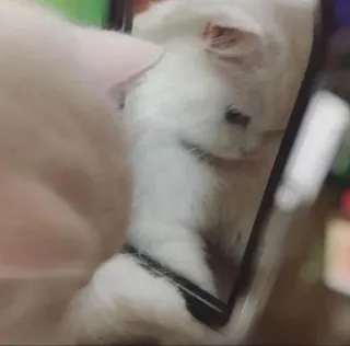 😔 96e8a1cf 고양이, 흰 고양이, 동물, 애완 동물, 귀여운 whatsapp sticker