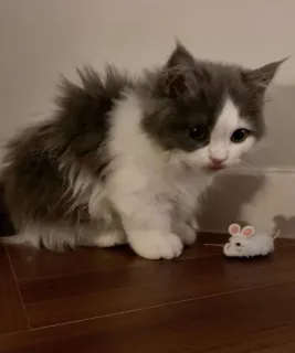 😔 b77b25bd 고양이, 새끼 고양이, 쥐, 장난감, 애완동물, 동물 whatsapp sticker