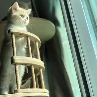 🤨 be7a5116 고양이, 새끼 고양이, 애완 동물, 동물, 귀여운, 창문, 실내 whatsapp sticker