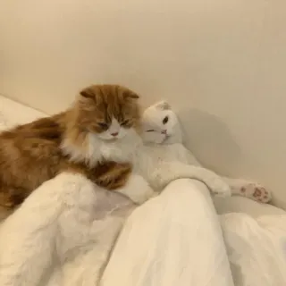 CUTEST KITTINS PACK EVER whatsapp stickers