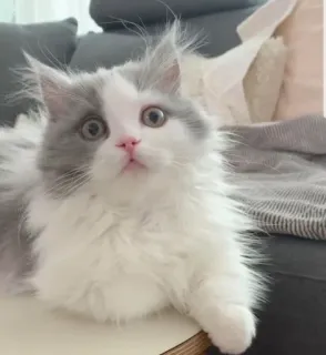 😧 c12fb522 고양이, 새끼 고양이, 동물, 귀여운, 애완 동물, 집고양이, 폭신한 whatsapp sticker