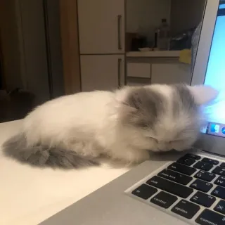 😔 d4cd46a3 고양이, 새끼 고양이, 노트북, 자는, 귀여운, 반려동물, 애완 동물 whatsapp sticker