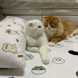 😡 fb085a9e 고양이, 새끼 고양이, 동물, 애완 동물, 귀여운, 가정적인, 고양이과 whatsapp sticker