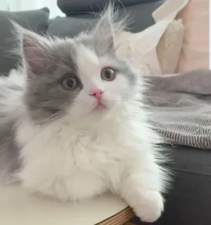 😶 fe31b32e 고양이, 새끼 고양이, 애완 동물, 동물, 귀여운, 집고양이 whatsapp sticker