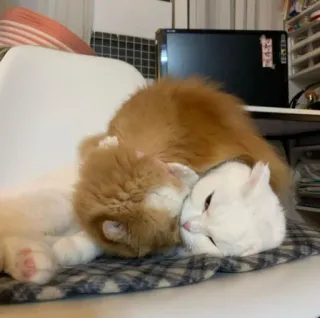 💕 ff7f922b 고양이, 동물, 귀여운, 애완 동물, 새끼 고양이, 우정 whatsapp sticker