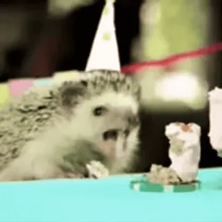 🍁 135c0368 刺猬, 生日, 派对, 蛋糕, 动物 telegram sticker