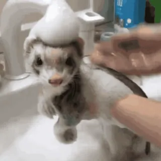 ✨ 26370d12 雪貂, 动物, 宠物, 浴室, 洗澡, 泡泡, 可爱 telegram sticker