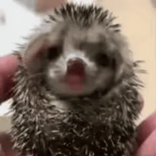 CUTE HEDGEHOG :: @fStikBot whatsapp stickers
