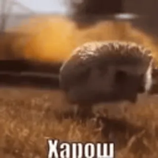 🍁 bde50013 Харош 刺猬, 动物, 可爱, 俄语, харош telegram sticker