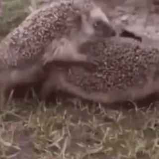 🍁 db8df910 刺猬, 动物, 可爱, 野生动物, 哺乳动物 telegram sticker