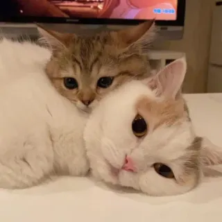 😴 06ab81f4 แมว, สัตว์, น่ารัก, ลูกแมว, สัตว์เลี้ยง, สัตว์เลี้ยง telegram sticker