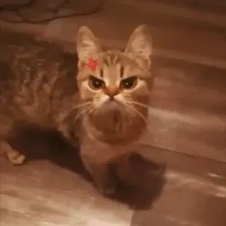 😡 088655da แมว, โกรธ, ดาว, สัตว์เลี้ยง, สัตว์, แมว telegram sticker