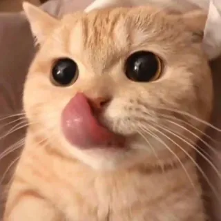😋 1203bf5d แมว, เลีย, น่ารัก, น่าเอ็นดู, สัตว์เลี้ยง, สัตว์, ตลก telegram sticker