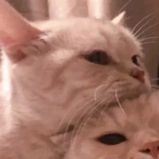 ❤️ 1431a984 แมว, แมว, น่ารัก, สัตว์, สัตว์เลี้ยง, สัตว์เลี้ยง, สัตว์เลี้ยงลูกด้วยนม telegram sticker