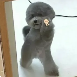 ✌ 1e575c6f หมา, นิ้วกลาง, คำด่า, หยาบคาย, ไม่สุภาพ telegram sticker