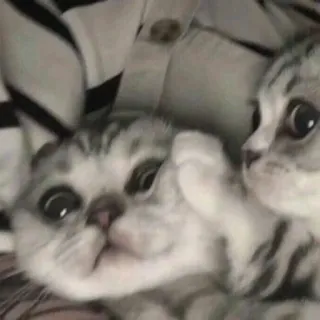 kets whatsapp stickers