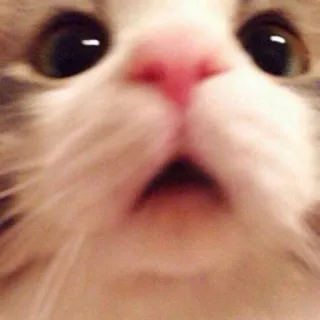 😲 3d6ee1f2 แมว, ลูกแมว, มีม, ตลก, น่ารัก, สัตว์, สัตว์เลี้ยง telegram sticker