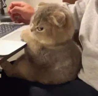 😠 3ed90fdb แมว, พิมพ์, คอมพิวเตอร์, สัตว์เลี้ยง, สัตว์, แล็ปท็อป telegram sticker