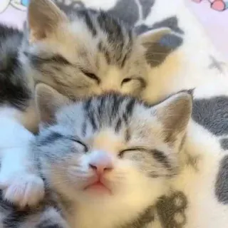 🥱 50211157 ลูกแมว, แมว, นอนหลับ, น่ารัก, สัตว์, สัตว์เลี้ยง telegram sticker