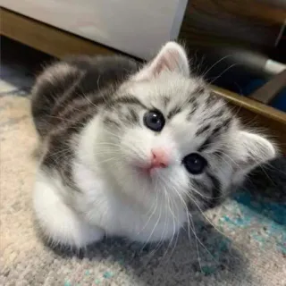 👀 5bc7cc81 ลูกแมว, แมว, น่ารัก, สัตว์, สัตว์เลี้ยง, แมว, แมว telegram sticker