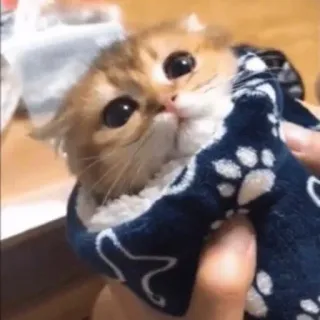 👶 603ab08e แมว, ลูกแมว, น่ารัก, สัตว์, สัตว์เลี้ยง, ผ้าขนหนู telegram sticker