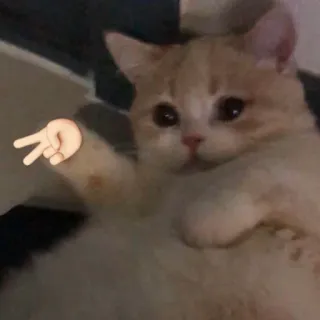 ✌️ 6135c145 แมว, ลูกแมว, สัญลักษณ์สันติภาพ, สัตว์, สัตว์เลี้ยง, น่ารัก telegram sticker