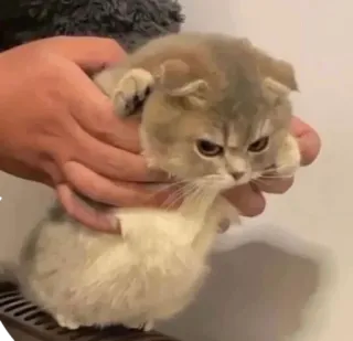 😠 62a62416 ลูกแมว, แมว, สัตว์, สัตว์เลี้ยง, น่ารัก, สัตว์เลี้ยง telegram sticker