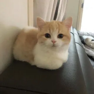 🤗 720acf73 แมว, สัตว์, น่ารัก, สัตว์เลี้ยง, บ้าน, สัตว์ตระกูลแมว, สัตว์เลี้ยงลูกด้วยนม telegram sticker