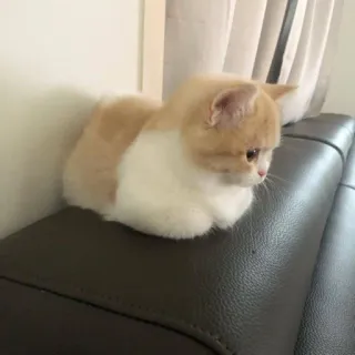 🥺 77d39fe9 แมว, ลูกแมว, สัตว์เลี้ยง, น่ารัก, สัตว์, แมวบ้าน telegram sticker