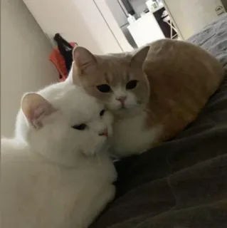 🥰 79d620e7 แมว, สัตว์เลี้ยง, สัตว์, สัตว์เลี้ยงในบ้าน, แมวขาว, แมวส้ม telegram sticker