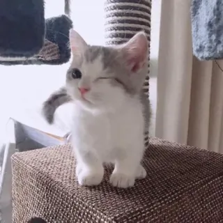 😉 7fd90a63 ลูกแมว, แมว, น่ารัก, สัตว์, สัตว์เลี้ยง, ขยิบตา, เล็ก telegram sticker