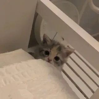 😶 8e6e645b แมว, ลูกแมว, สัตว์เลี้ยง, น่ารัก, สัตว์, แมวบ้าน telegram sticker