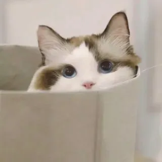 kets telegram stickers