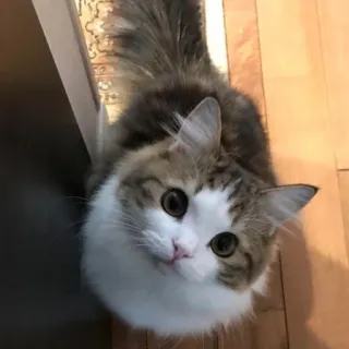 😯 9d9b7f07 แมว, ลูกแมว, สัตว์, สัตว์เลี้ยง, น่ารัก, สัตว์เลี้ยง telegram sticker