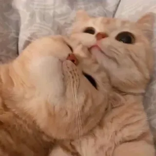 ❤️ 9eb07c12 แมว, แมวเหมียว, แมวส้ม, น่ารัก, สัตว์, สัตว์เลี้ยง, แมวบ้าน telegram sticker