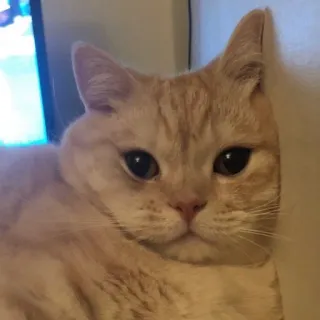 🙂 aa9b757f แมว, สัตว์เลี้ยง, สัตว์, แมวบ้าน, น่ารัก telegram sticker