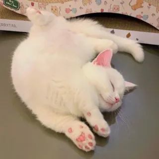 😴 acb97a86 แมว, นอนหลับ, แมวขาว, สัตว์, น่ารัก, สัตว์เลี้ยง telegram sticker