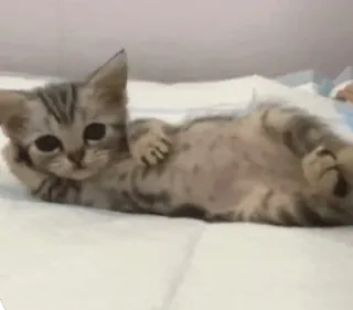 🧐 baa72c21 แมว, ลูกแมว, น่ารัก, สัตว์, สัตว์เลี้ยง, ตลก, สัตว์เลี้ยง telegram sticker