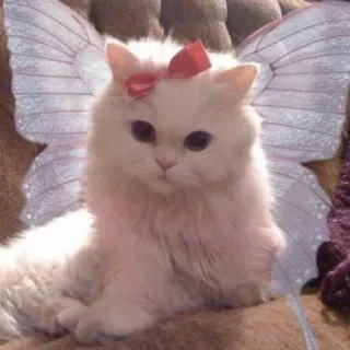 🧚 c6482d31 แมว, นางฟ้า, ปีก, สัตว์เลี้ยง, น่ารัก, สัตว์, แมวขาว, โบว์ telegram sticker