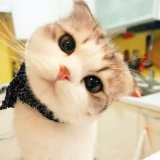 👀 d57b9a89 แมว, ลูกแมว, น่ารัก, สัตว์เลี้ยง, สัตว์, แมว telegram sticker