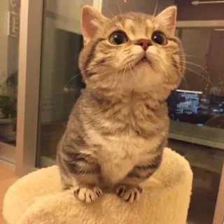 👀 de7f186d แมว, ลูกแมว, น่ารัก, สัตว์, สัตว์เลี้ยง, น่าเอ็นดู, แมว, บ้าน telegram sticker