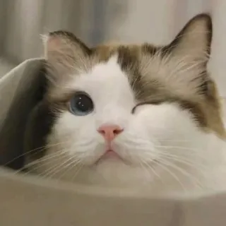 😉 f12b0171 แมว, สัตว์, สัตว์เลี้ยง, น่ารัก, เลี้ยงในบ้าน, สัตว์เลี้ยงลูกด้วยนม telegram sticker