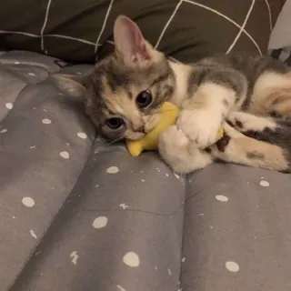 🐟 fcad519b แมว, ลูกแมว, สัตว์เลี้ยง, สัตว์, น่ารัก, ขี้เล่น, ของเล่น, สัตว์เลี้ยง telegram sticker