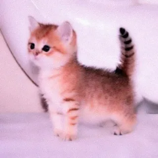 🐈 16e7f504 mèo con, mèo, động vật, dễ thương, thú cưng, nhà telegram sticker