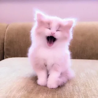 🐈 210d3393 mèo, mèo con, ngáp, thú cưng, động vật, dễ thương, nhà telegram sticker