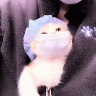 🐈 2a52a3e8 mèo, mặt nạ, phẫu thuật, bác sĩ, động vật, dễ thương telegram sticker