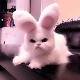 🐈 7c12fbbb mèo, tai thỏ, thú cưng, động vật, dễ thương telegram sticker